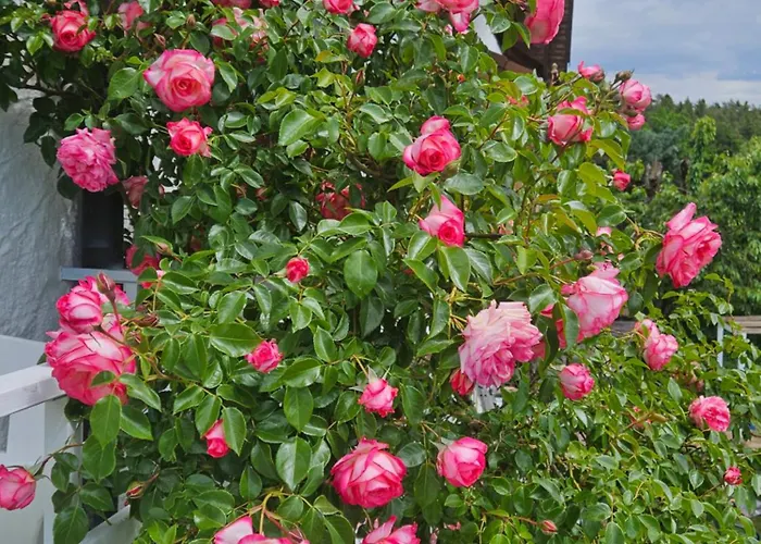 アパート Gaestehaus Cavallo